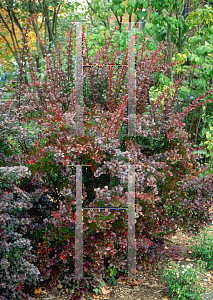 Picture of Berberis thunbergii 