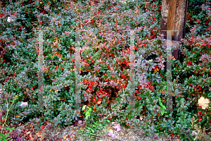 Picture of Berberis verruculosa 