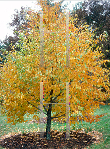 Picture of Betula lenta 