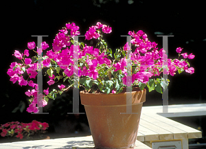 Picture of Bougainvillea spp. 