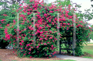 Picture of Bougainvillea spp. 