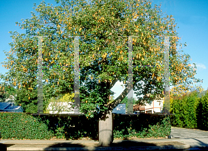 Picture of Brachychiton acerifolius 