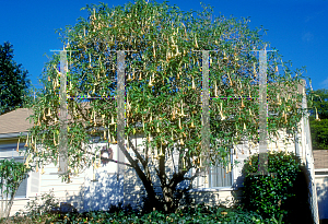 Picture of Brugmansia spp. 