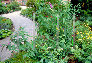 Picture of Buddleia davidii 