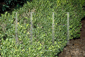 Picture of Buxus microphylla var. japonica 