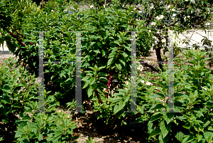 Picture of Callicarpa americana 