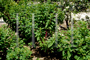 Picture of Callicarpa americana 