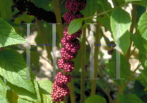 Picture of Callicarpa americana 