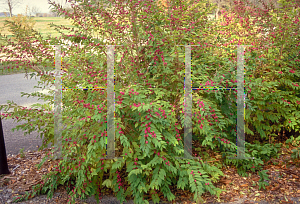 Picture of Callicarpa dichotoma 