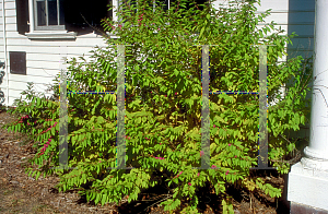 Picture of Callicarpa japonica 