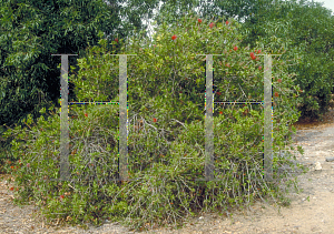 Picture of Callistemon citrinus 