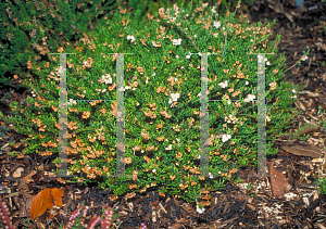 Picture of Calluna vulgaris 'Kinlochruei'