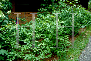 Picture of Calycanthus floridus 