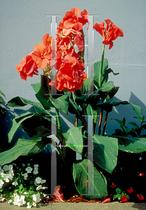 Picture of Canna x generalis 