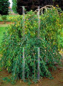 Picture of Caragana arborescens 'Pendula'