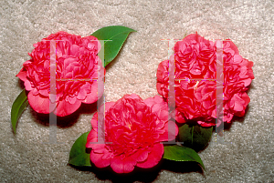 Picture of Camellia japonica 