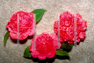 Picture of Camellia japonica 