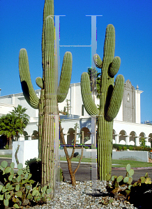 Picture of Carnegiea gigantea 