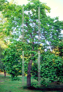 Picture of Catalpa bignonioides 