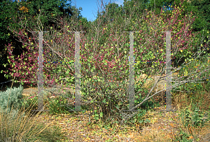 Picture of Cercis occidentalis 