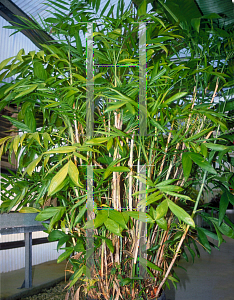 Picture of Chamaedorea erumpens 