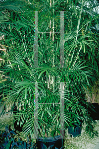 Picture of Chamaedorea seifrizii 