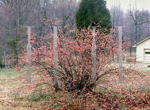 Picture of Chaenomeles japonica 