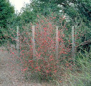 Picture of Chaenomeles speciosa 