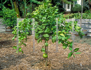 Picture of Citrus reticulata 