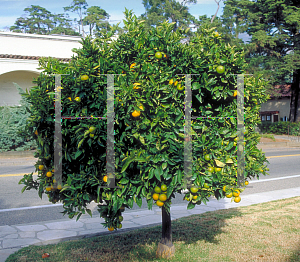 Picture of Citrus sinensis 