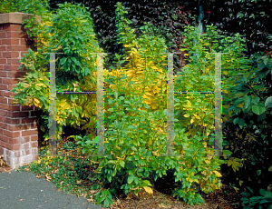 Picture of Clethra alnifolia 