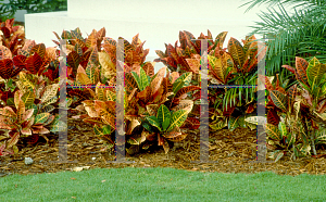 Picture of Codiaeum variegatum 