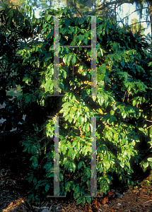 Picture of Coffea arabica 