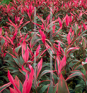 Picture of Cordyline terminalis 