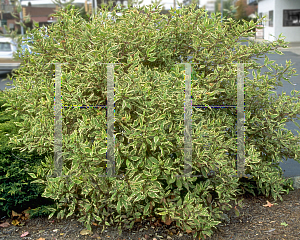 Picture of Cornus alba 'Elagantissima'