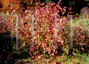 Picture of Cornus stolonifera 