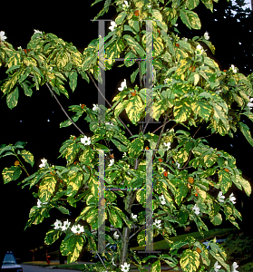 Picture of Cornus nuttallii 