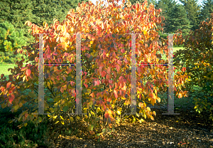 Picture of Corylus americana 