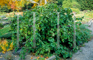 Picture of Corylus avellana 'Contorta'