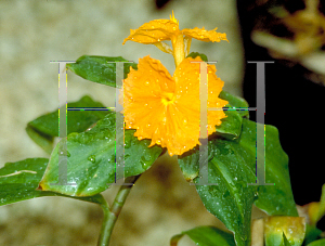 Picture of Costus cuspidatus 