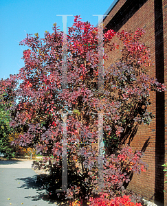Picture of Cotinus coggygria 'Flame'