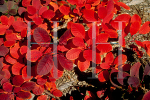 Picture of Cotinus coggygria 'Flame'