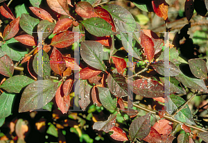 Picture of Cotoneaster acutifolius 