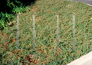 Picture of Cotoneaster dammeri 'Coral Beauty'