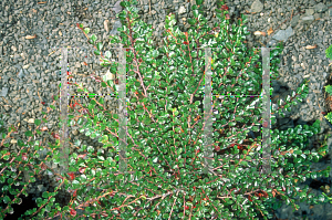 Picture of Cotoneaster horizontalis 