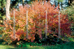 Picture of Cotoneaster lucidus 