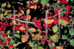 Picture of Cotoneaster multiflorus 