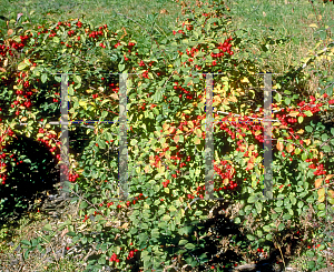 Picture of Cotoneaster multiflorus 