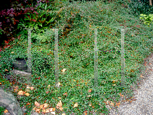 Picture of Cotoneaster salicifolius var. floccosus 