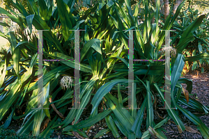 Picture of Crinum spp. 